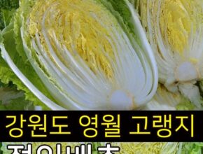 올해 최고 고랭지절임배추 리뷰 베스트 8 인기 상품 올해 최고 고랭지절임배추 리뷰 베스트 8 인기 상품