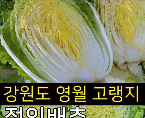 올해 최고 고랭지절임배추 리뷰 베스트 8 인기 상품
