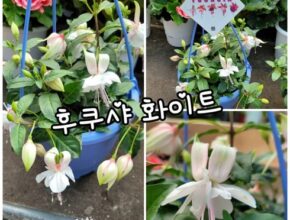 사용자를 위한 후쿠시아 합리적인 가격 추천 best8