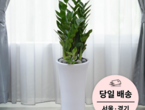 올해 최고 화분배달 합리적 가격 베스트8 상품 올해 최고 화분배달 합리적 가격 베스트8 상품