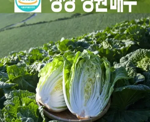인기 폭발 강원도절임배추 리뷰 베스트 8 인기 상품