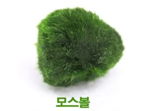 올해 최고 모스볼 추천 상품 Top 8 순위 올해 최고 모스볼 추천 상품 Top 8 순위