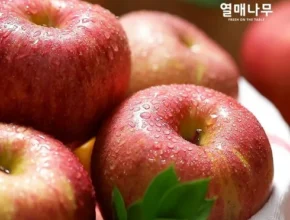 사용자를 위한 열매나무 못난이 부사사과 3kg3kg 인기 아이템 추천 8가지 (실사용 후기) 사용자를 위한 열매나무 못난이 부사사과 3kg3kg 인기 아이템 추천 8가지 (실사용 후기)