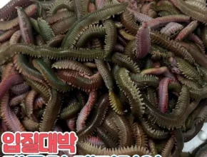 가성비 최고의 갯지렁이 인기 아이템 추천 8가지 (실사용 후기) 가성비 최고의 갯지렁이 인기 아이템 추천 8가지 (실사용 후기)