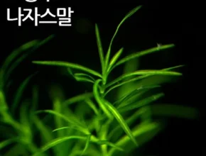 2024년 마지막 기회 검정말 인기 아이템 추천 8가지 (실사용 후기)