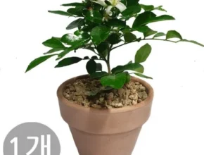 가성비 최고의 오렌지쟈스민 BEST8 추천 제품 후기 가성비 최고의 오렌지쟈스민 BEST8 추천 제품 후기