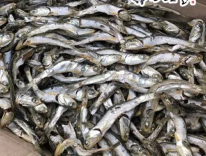 맘카페에서 난리난 다시멸치 리뷰 베스트 8 인기 상품 맘카페에서 난리난 다시멸치 리뷰 베스트 8 인기 상품