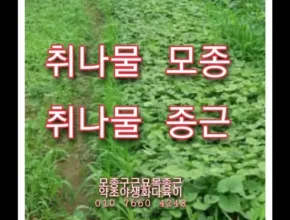 인기 폭발 취나물모종 BEST8 추천 제품 후기 인기 폭발 취나물모종 BEST8 추천 제품 후기