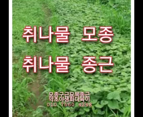 인기 폭발 취나물모종 BEST8 추천 제품 후기