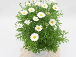 방송에서 극찬한 목마가렛 별점 5점 제품 방송에서 극찬한 목마가렛 별점 5점 제품
