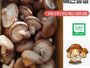 2024년 최고의 못난이 표고버섯 3kg 추천 아이템 Top 8 순위표
