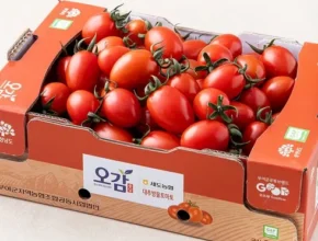 인기 폭발 스테비아 대추방울토마토 2kg 리뷰 베스트 8 인기 상품 인기 폭발 스테비아 대추방울토마토 2kg 리뷰 베스트 8 인기 상품
