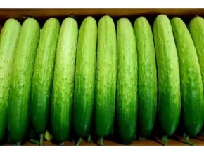 맘카페에서 난리난 오이 인기 아이템 추천 8가지 (실사용 후기)
