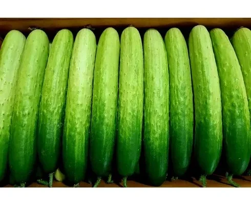 맘카페에서 난리난 오이 인기 아이템 추천 8가지 (실사용 후기)