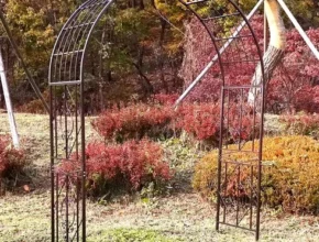 맘카페에서 난리난 장미아치 사용 후기
