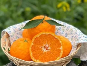 사용자를 위한 제주 실속형 남진해 3kg 추천 상품 Top 8 순위 사용자를 위한 제주 실속형 남진해 3kg 추천 상품 Top 8 순위
